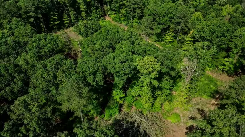 A wooded parcel beside a road, ready for a development concept